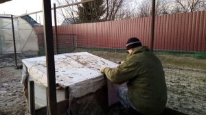 Переводим поросят на улицу