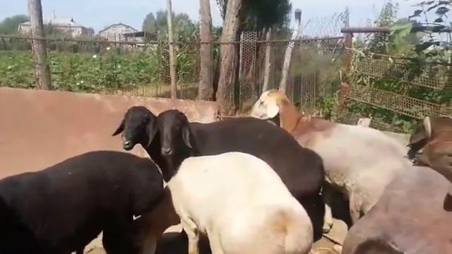 5)Мясные гисарские бараны.. смотреть онлайн