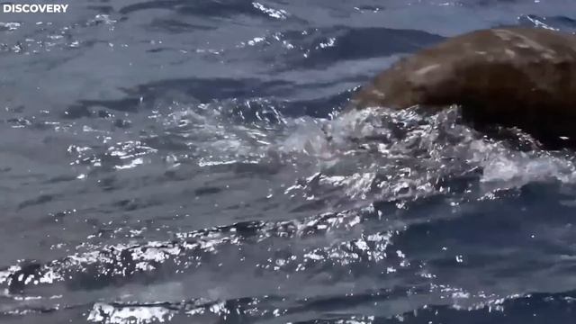 Fishing Boat Discovers Something TERRIFYING In The Sea That SHOCKS The World