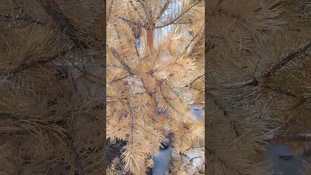 ☆☆☆○Сосны.☆Елки☆☆☆Удобрение ☆☆☆ смотреть онлайн