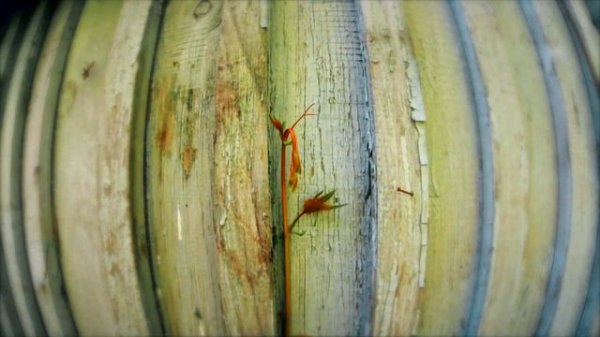 О как же время скоротечно