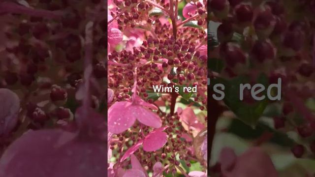 wim's red краснеющий сорт, один из самых неприхотливых #питомникгортензий #гортензия #дубна смотреть онлайн