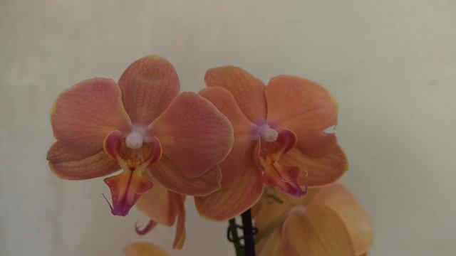 ПРОВЕДЕНИЕ РОЗЫГРЫША ! Орхидея фаленопсис Папайя Спонсор: ОПТОВАЯ БАЗА НА ПЕР, ПРОМЫШЛЕННОМ 4. смотреть онлайн