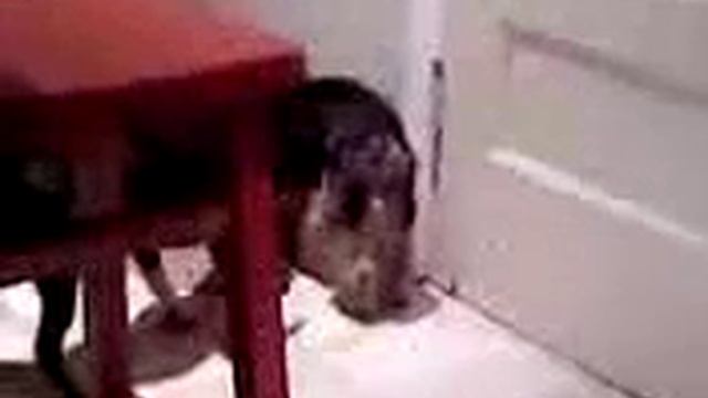 tim the player смотреть онлайн