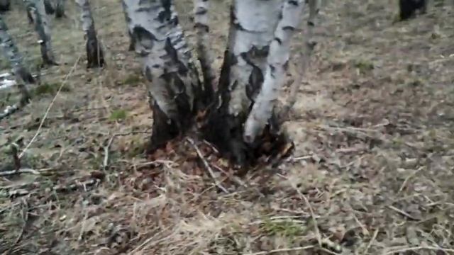 17+.таскаем брёвна квадриком смотреть онлайн