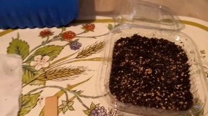 АЛИССУМ ИЛИ ЛОБУЛЯРИЯ ПРИМОРСКАЯ -ВЫРАЩИВАНИЕ ИЗ СЕМЯН