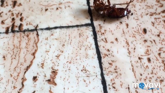 Чёрный таракан. Чёрные Тараканы атакуют квартиру. Как избавиться от тараканов Навсегда смотреть онлайн