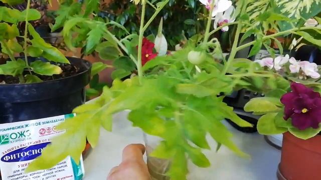 Чем лучше обработать помидоры против фитофторы? смотреть онлайн