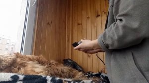 Спаниель Сёма: Как подстричь собаку дома машинкой.Стрижка кокер спаниеля.