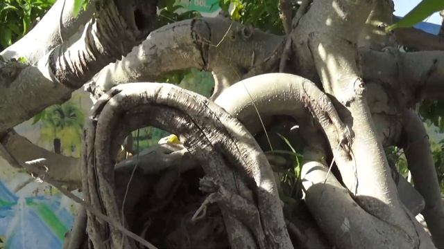 Бонсай: галерея деревьев на подносах смотреть онлайн