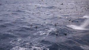 песня "ДАЛЬНИЙ ВОСТОК"