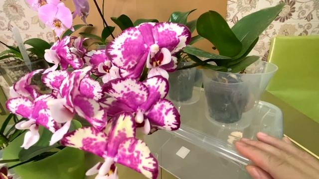 орхидеи по ПОЧТЕ АЗИАТЫ через 5 месяцев - 10 из 11 орхидей дали цветоносы // уход и содержание смотреть онлайн