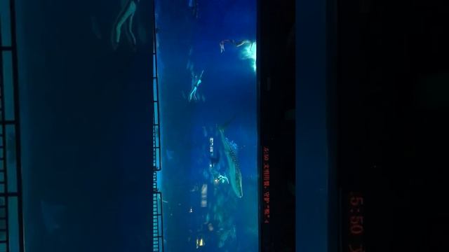 Ocean Park in City of Yantai смотреть онлайн