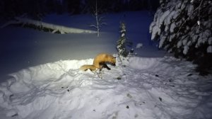 ОХОТА НА СОБОЛЯ Серия № 15 Попалась воровка крестовка