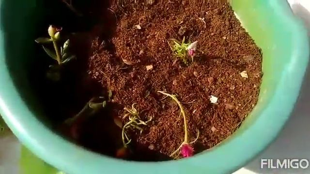 Summer special quick table roses planting(பட்ரோஸ் செடி வெயில் கால வளர்ப்பு முறை by இளவரசி) смотреть онлайн