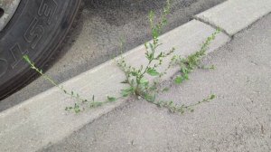 Счастье. Стихи Яны Велк. Читает автор.