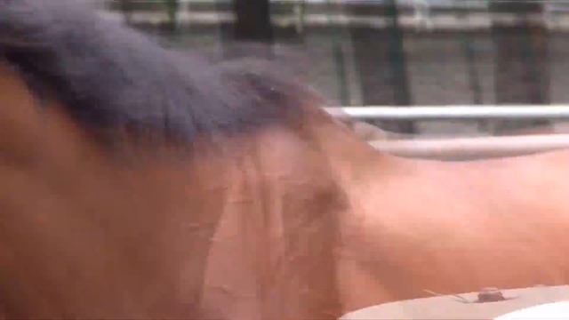 2D: Victor Everio GS-TD1 (JVC) :Horse смотреть онлайн