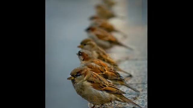 Поздравление Ринату от друзей одноклассники смотреть онлайн