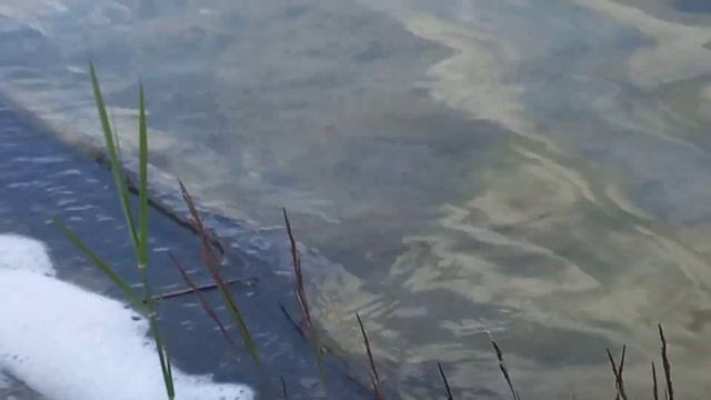 Рыбалка на озере в лесу, живописные места Украины смотреть онлайн