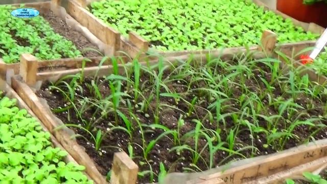 РАССАДНИК НА 20 000 СТАКАНОВ - КАК ЭТО РАБОТАЕТ? смотреть онлайн