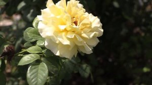 Сирано де Бержерак - плетистая роза. РОЗА В ПОДАРОК К КАЖДОМУ ЗАКАЗУ, Питомник Роз Полины Козловой