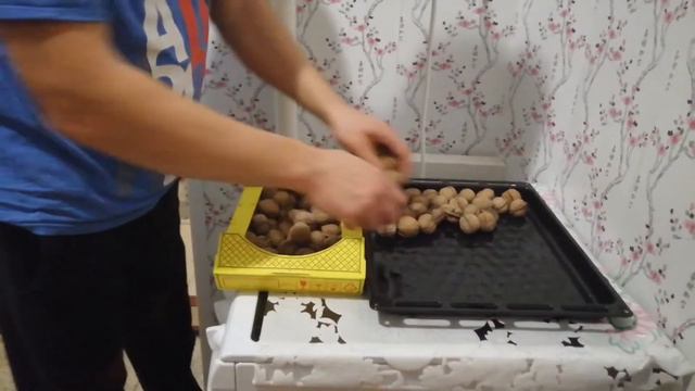 Коты любители огурцов. Такой грецкий орех вы еще не ели. смотреть онлайн