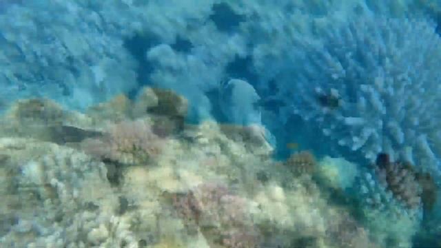 Самая красивая расслабляющая музыка ? подводные чудеса ? коралловые рифы ? красочная морская жизнь.