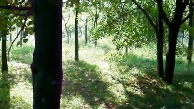 Ясенево "по грибы" видео смотреть онлайн