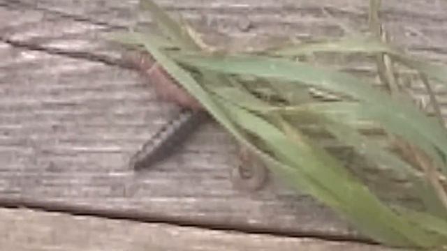 Гусеница съедает червяка смотреть онлайн