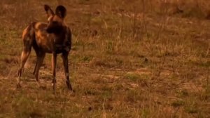 Охота львов на зебр