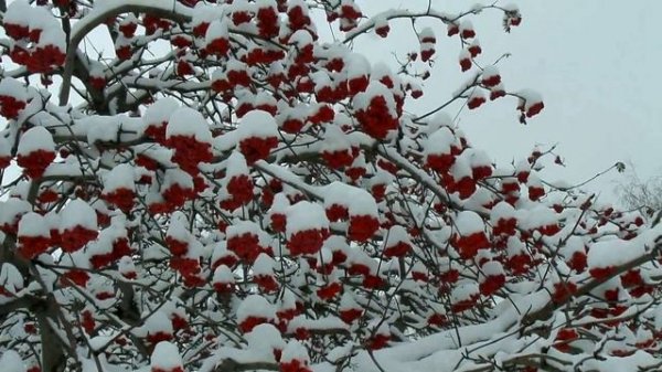 ТОРАТАУ! Нэнси Аджрам * Рябина красная