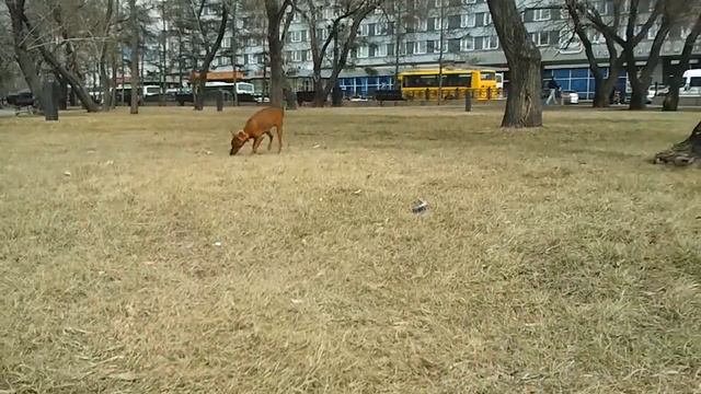 Адвалорем Эвива Мадонна Вива Ля Вита вл. Якутова Н.Ю. г. Иркутск смотреть онлайн