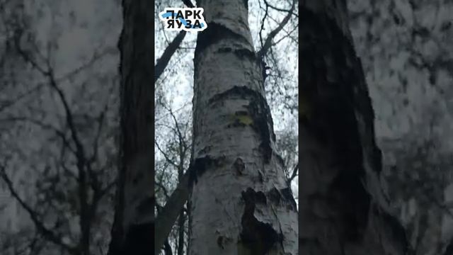 Виды берёз. смотреть онлайн