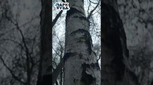 Виды берёз.