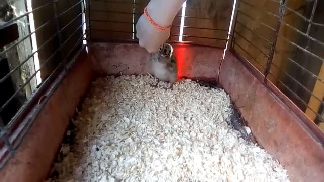 Нашли цыплёнка чайки. смотреть онлайн