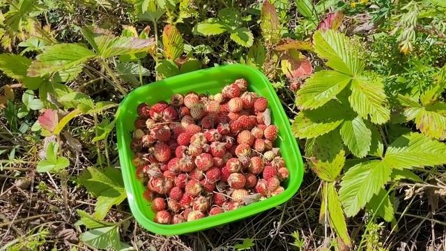 Жизнь без еды и воды, 3 суток смотреть онлайн