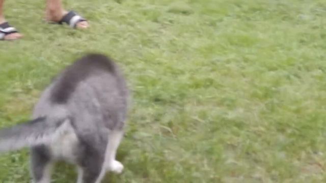 Нурси Скайт