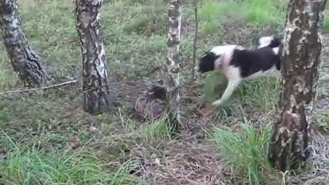 Охота на енота.wmv смотреть онлайн