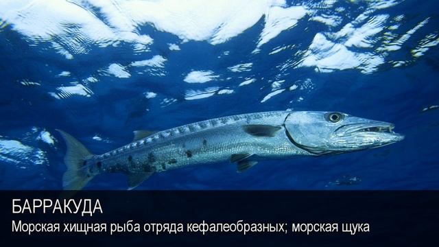 Барракуда. Толковый Видеословарь русского языка смотреть онлайн