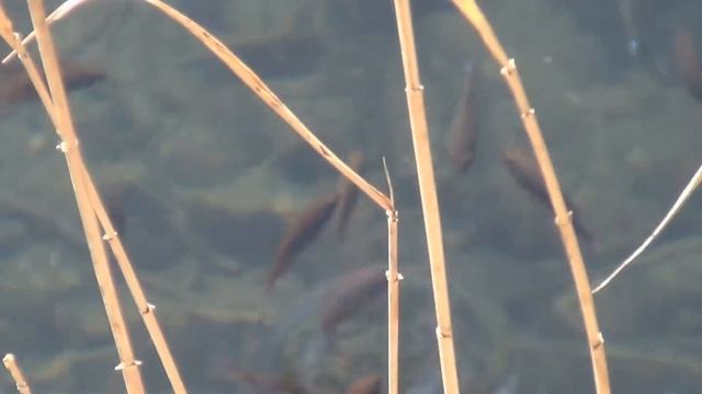 Венгрия.Озеро Хевиз