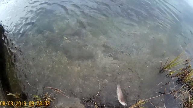 This is life:Trout vs BERKLEY GULP ALIVE SOFT SCENTED SOFT BAITS ANGELWORM#41 смотреть онлайн