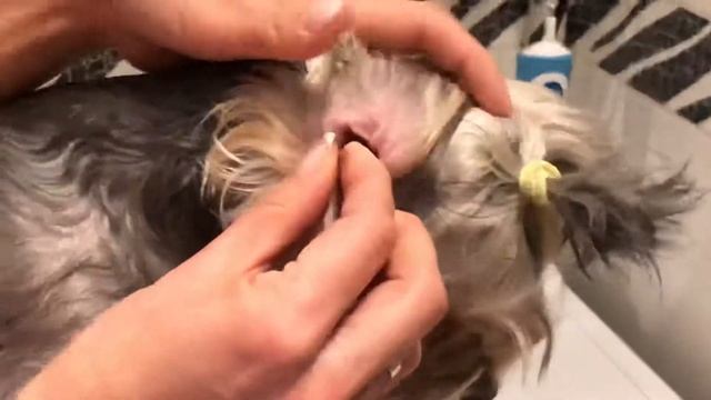 Чистим ушки Йорку пудрой дома?? смотреть онлайн