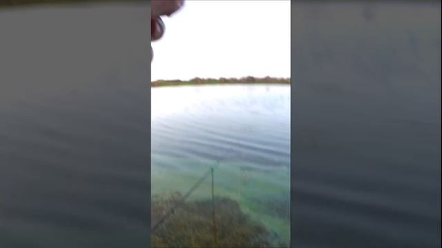 Ловля плотвы на черную львинку смотреть онлайн