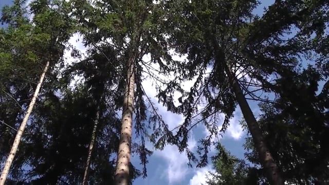 Arborjet (Арборджет) внутристволовые инъекции.