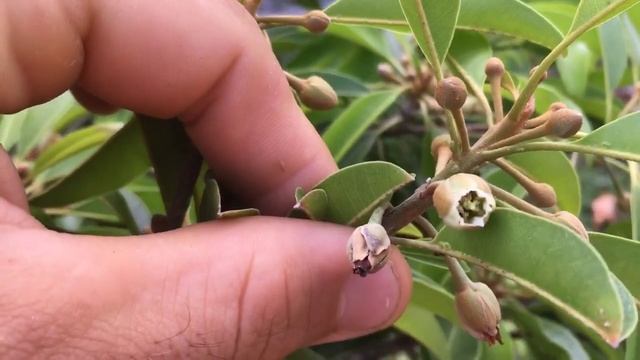 Full Sun Sapodilla Tree| Silas Woods смотреть онлайн