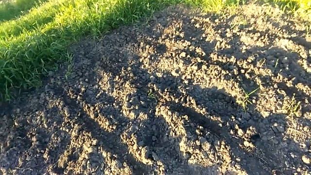 Завершение посевной Амаранта смотреть онлайн