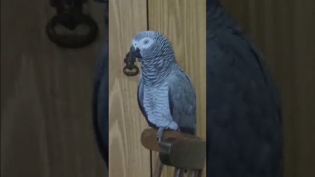 Приятного просмотра!.. Гарна дива. смотреть онлайн