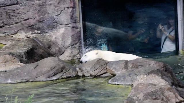 Eisbärbaby Finja & Mama Nora - Tiergarten Schönbrunn - 14.8.´21 смотреть онлайн
