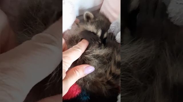 Raccoon Eve 1.5 months. Енот Ева 1,5 месяца. Сонный енот. смотреть онлайн