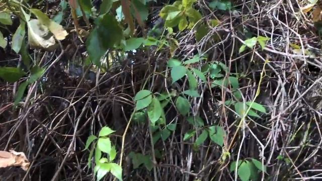 Тропический сад на подоконнике ??? прогулка по оранжереи и зимнему саду моей мамы ??♀️ смотреть онлайн